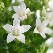 Campanula portenschlagiana ‘Get Mee White’ o muralis, Campanula delle rocce - campanula tappezzante bianca - vaso Ø10 cm
