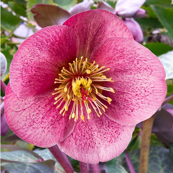 Helleboro, Helleborus Frostkiss Rhythm Pink, Elleboro, Rosa di Natale - vaso Ø15 cm