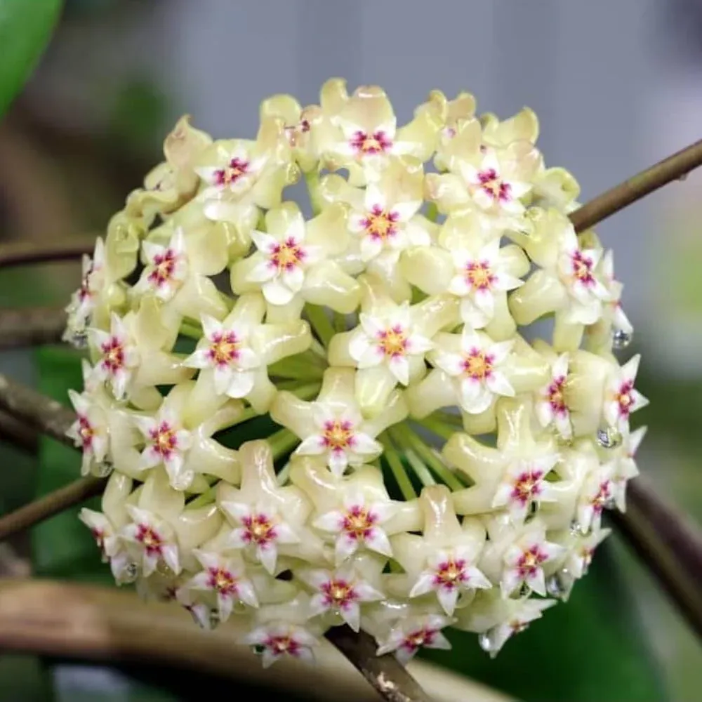 Hoya verticillata 'Wajang splash', wayang - vaso Ø6 cm Hoya verticillata 'Wajang splash', wayang - vaso Ø6 cm