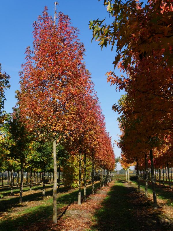 Liquidambar styraciflua 'Stared'  Storace americano - vaso Ø22 cm