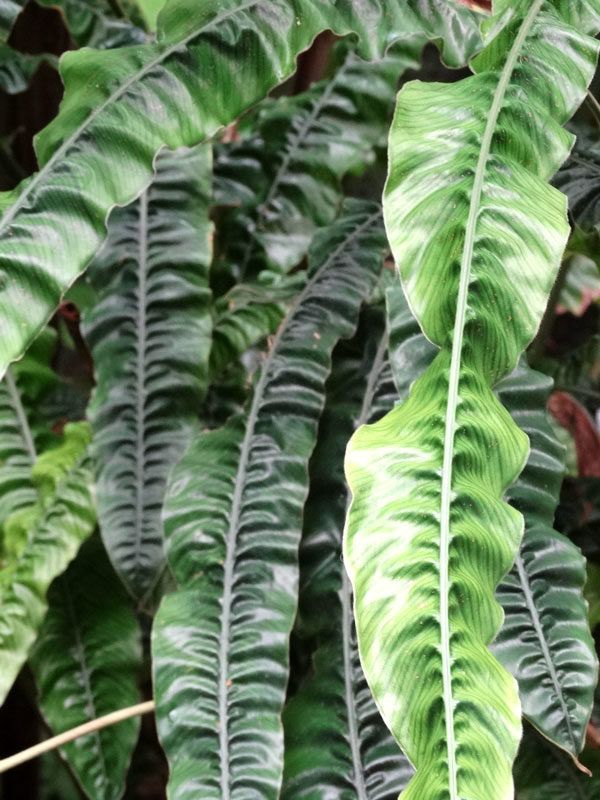Alpinia Rugosa, Chinese Ginger - vaso Ø18 cm