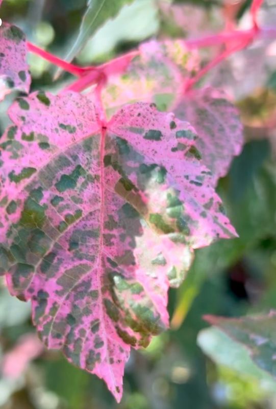 Acer conspicuum 'Red Flamingo', Acero 'Esk Flamingo' - vaso Ø24 cm