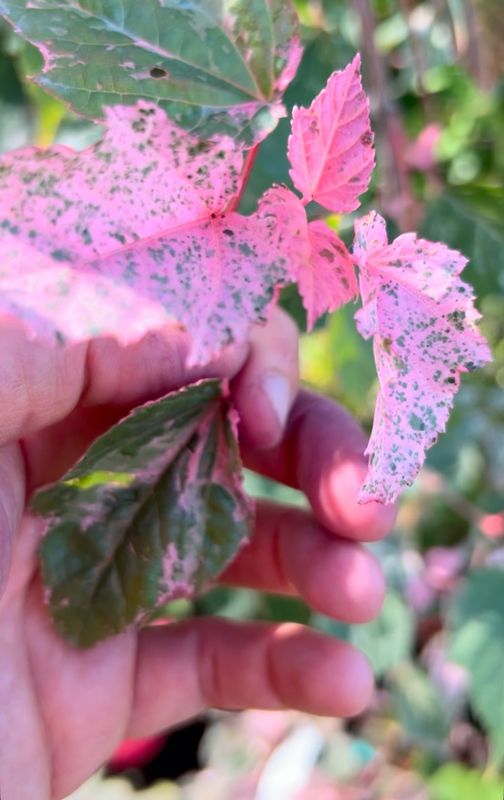 Acer conspicuum 'Red Flamingo', Acero 'Esk Flamingo' - vaso Ø24 cm Acer conspicuum 'Red Flamingo', Acero 'Esk Flamingo' - vaso Ø24 cm