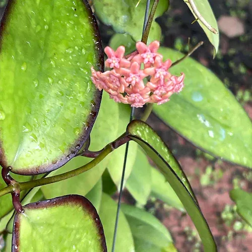 Hoya chuniana - vaso Ø6 cm