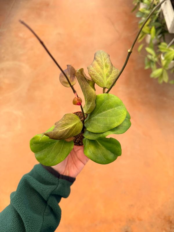Hoya chuniana - vaso Ø6 cm