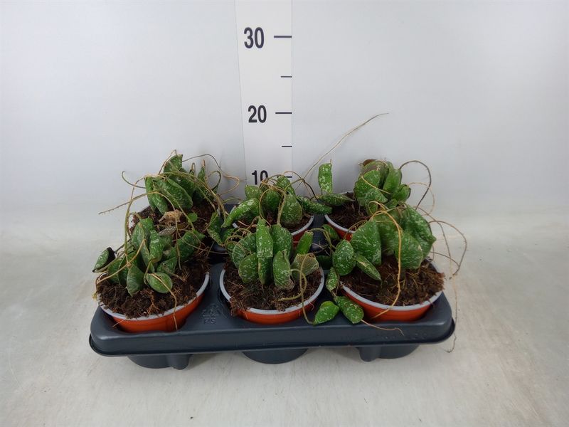 Hoya Imbricata, Hoya scudo - vaso Ø12 cm