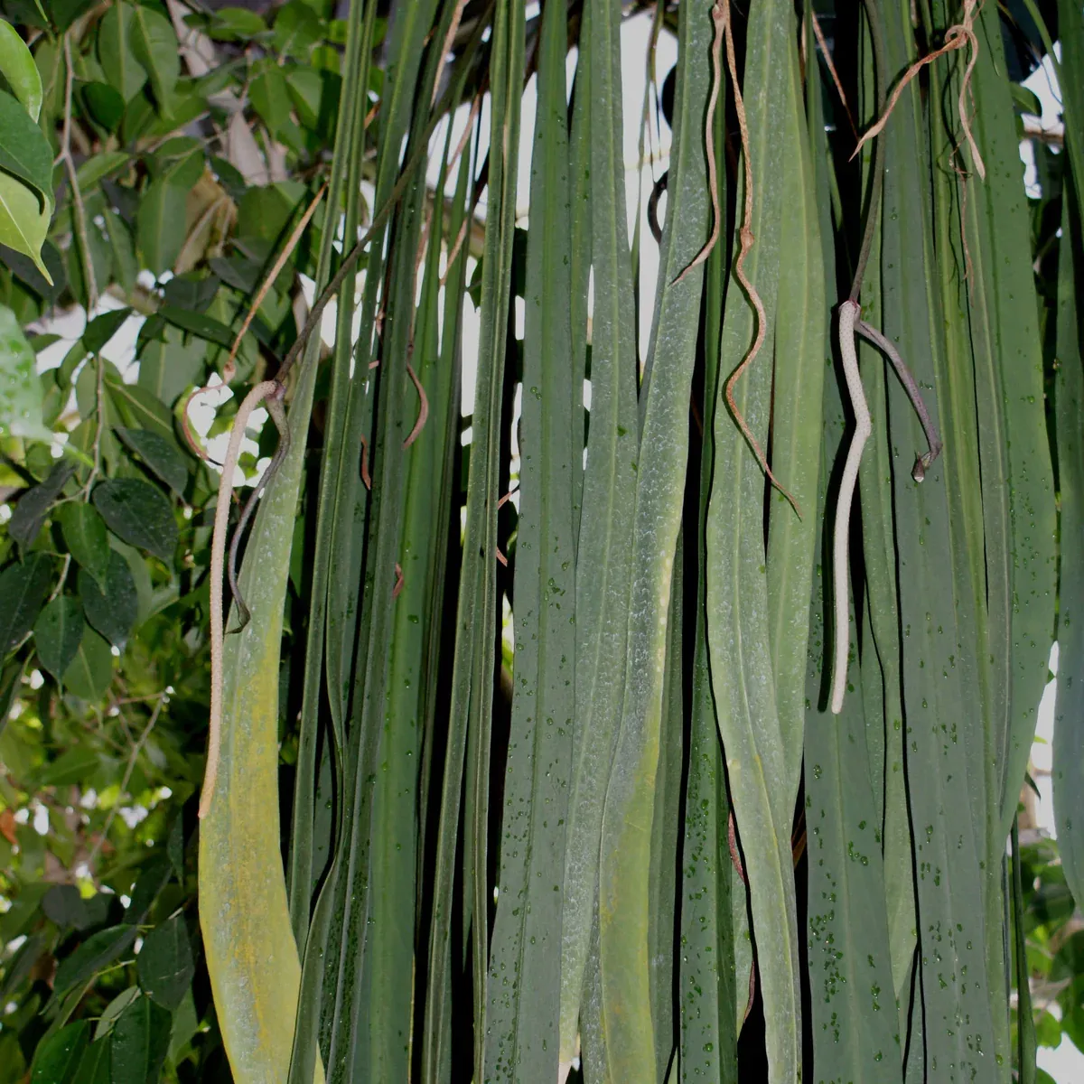 Anthurium vittarifolium, anthurium a foglie nastriformi - vaso Ø12 cm