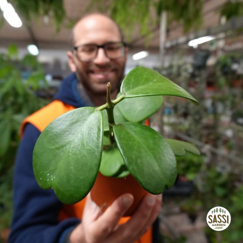 Hoya kerrii, 5-6 foglie - vaso Ø12 cm Pianta del cuore