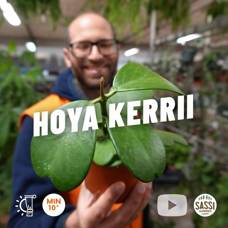 Hoya kerrii, 5-6 foglie - vaso Ø12 cm Pianta del cuore