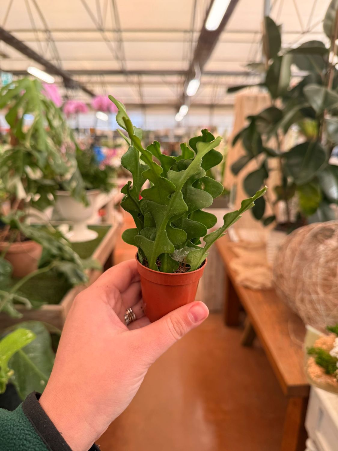 Epiphyllum anguliger - vaso Ø6 cm