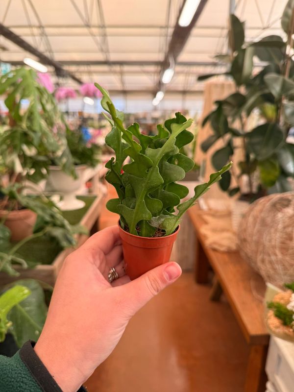 Epiphyllum anguliger - vaso Ø6 cm