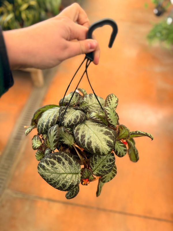 Episcia cupreata 'Silver Shield' - vaso Ø17 cm