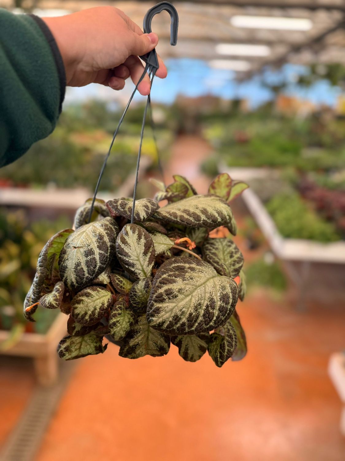 Episcia cupreata 'Silver Shield' - vaso Ø17 cm Episcia cupreata 'Silver Shield' - vaso Ø17 cm