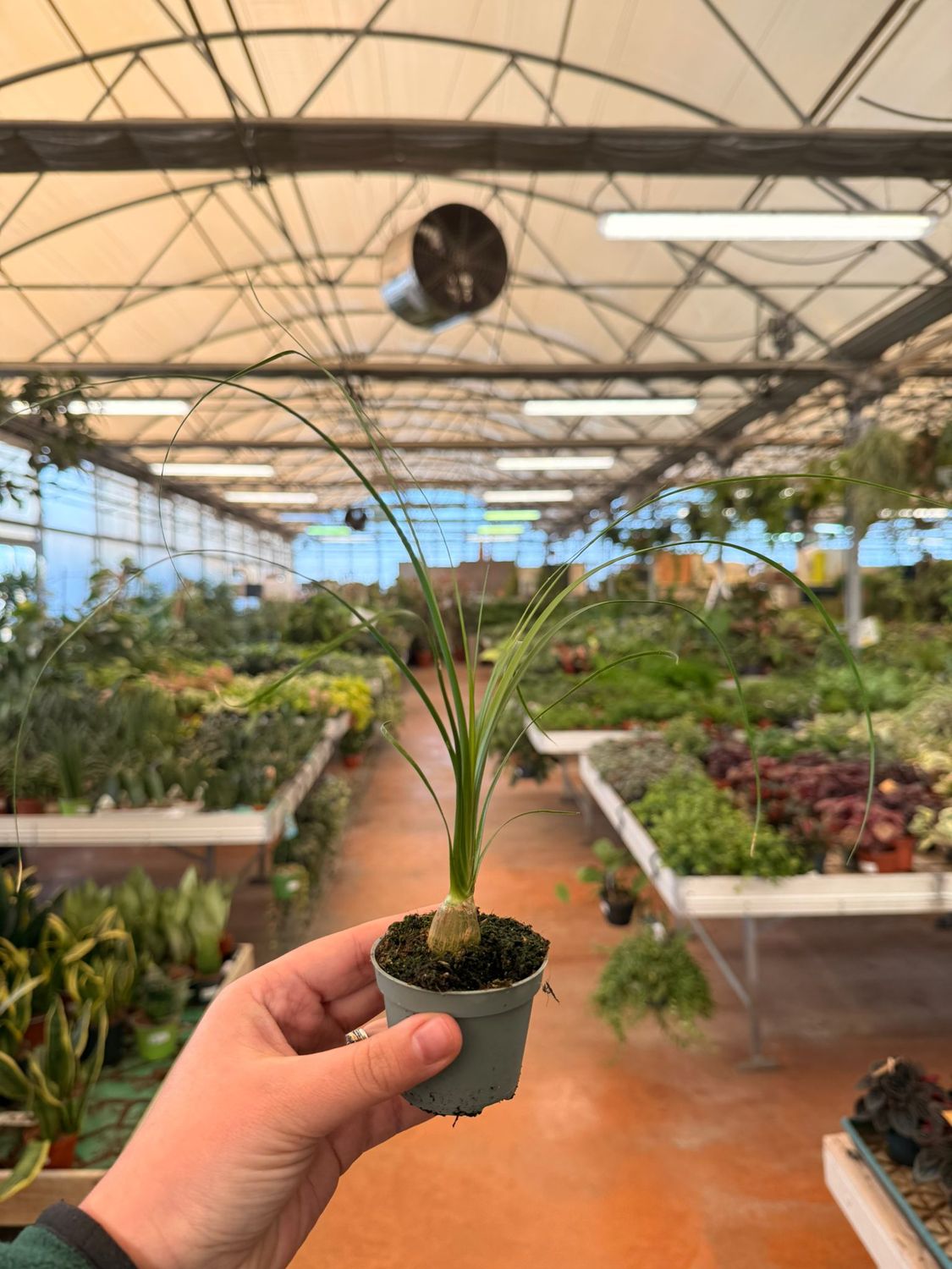 Beucarnea, Beaucarnea, Nolina Recurvata, Mangiafumo - vaso Ø6 cm Beucarnea, Beaucarnea, Nolina Recurvata, Mangiafumo - vaso Ø6 cm