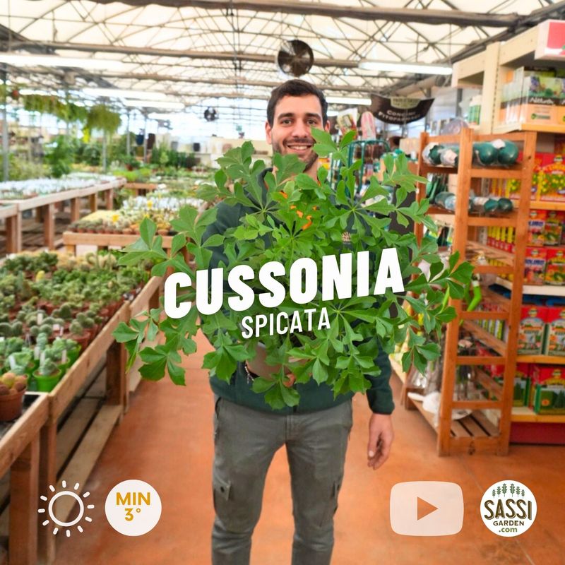 Cussonia spicata, pianta del cavolo - vaso Ø17 cm