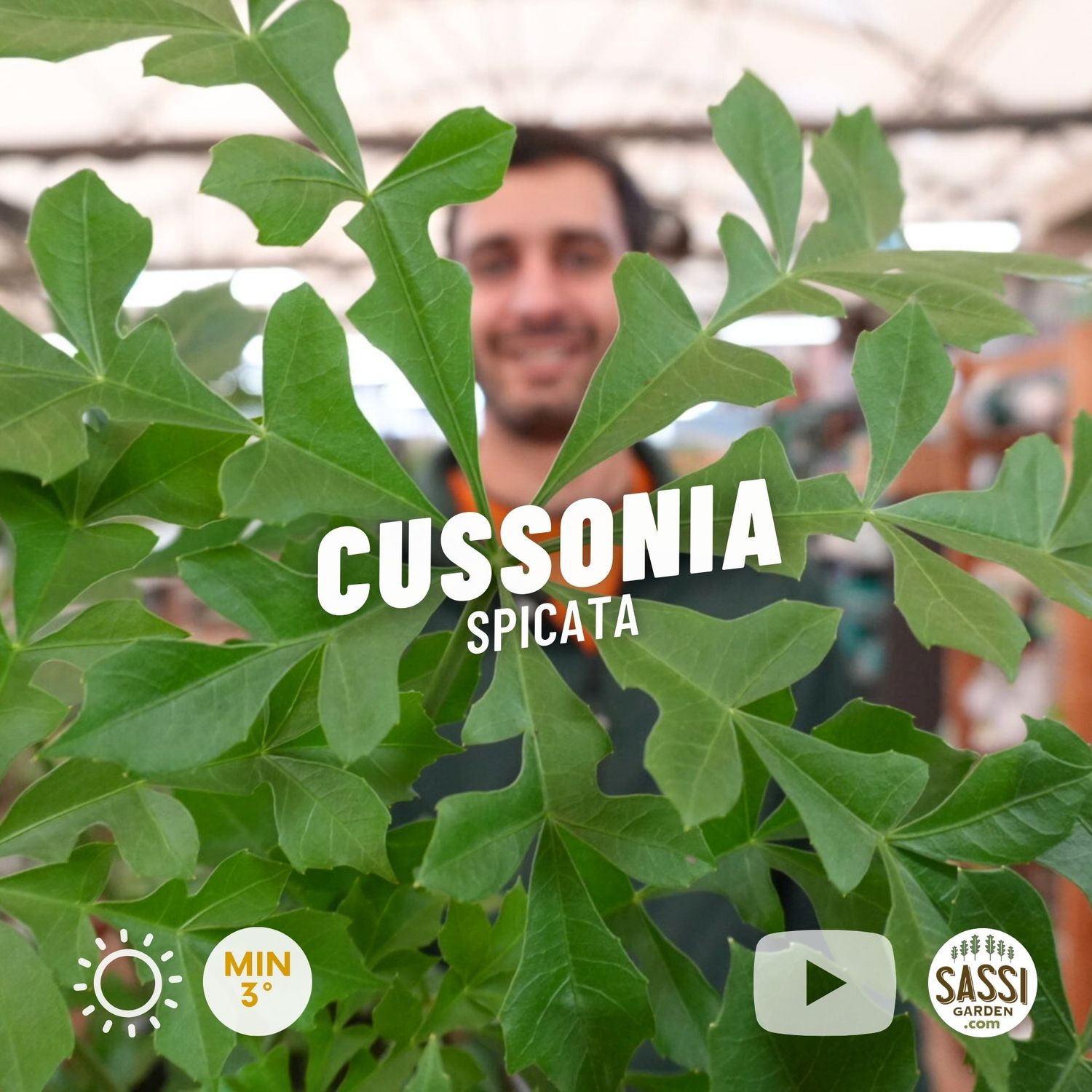 Cussonia spicata, pianta del cavolo - vaso Ø17 cm