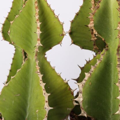 Euphorbia cooperi, Euphorbia a candelabro - vaso Ø18 cm