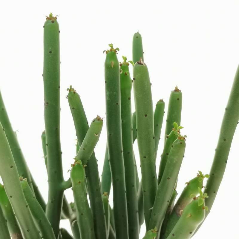 Euphorbia a coda di gatto, Euphorbia leucodendron - vaso Ø18 cm