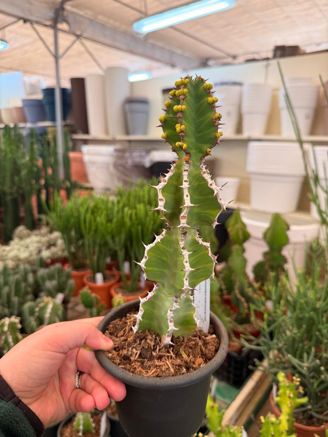 Euphorbia pseudocactus - vaso Ø13 cm Euphorbia pseudocactus - vaso Ø13 cm