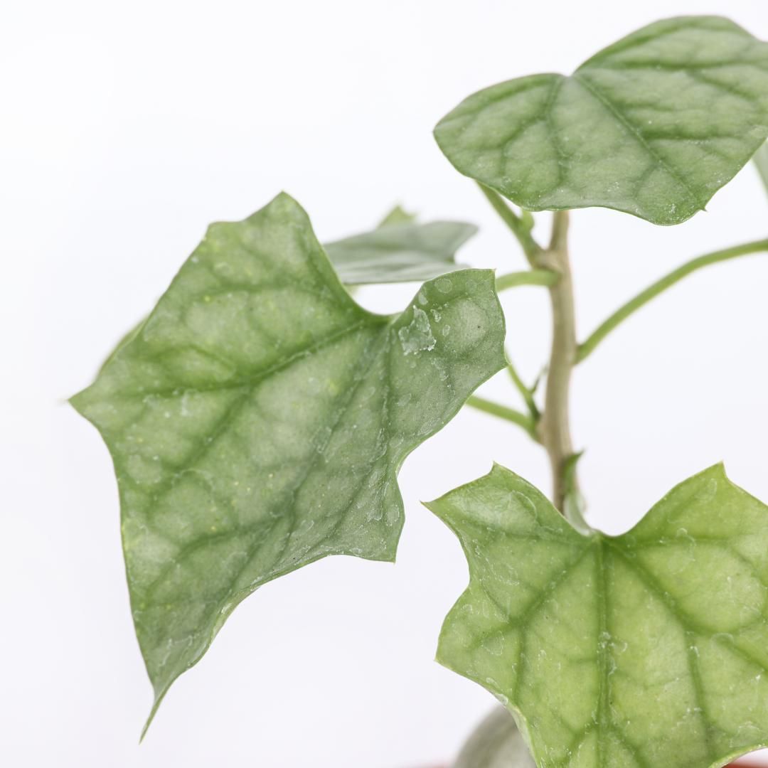 Gerrardanthus macrorhizus - vaso Ø10.5 cm