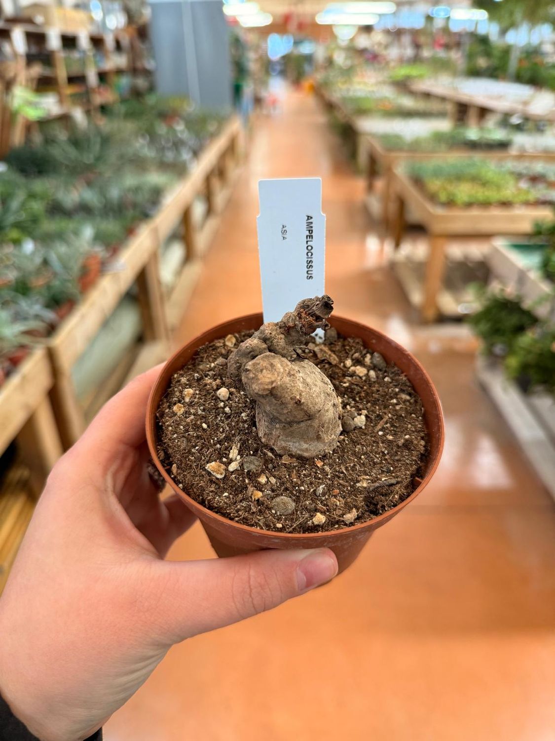 Ampelocissus Abyssinica - vaso Ø10.5 cm