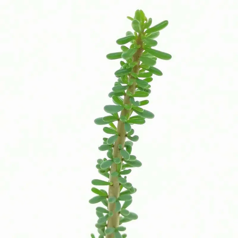 Ceraria namaquensis - vaso Ø10.5 cm