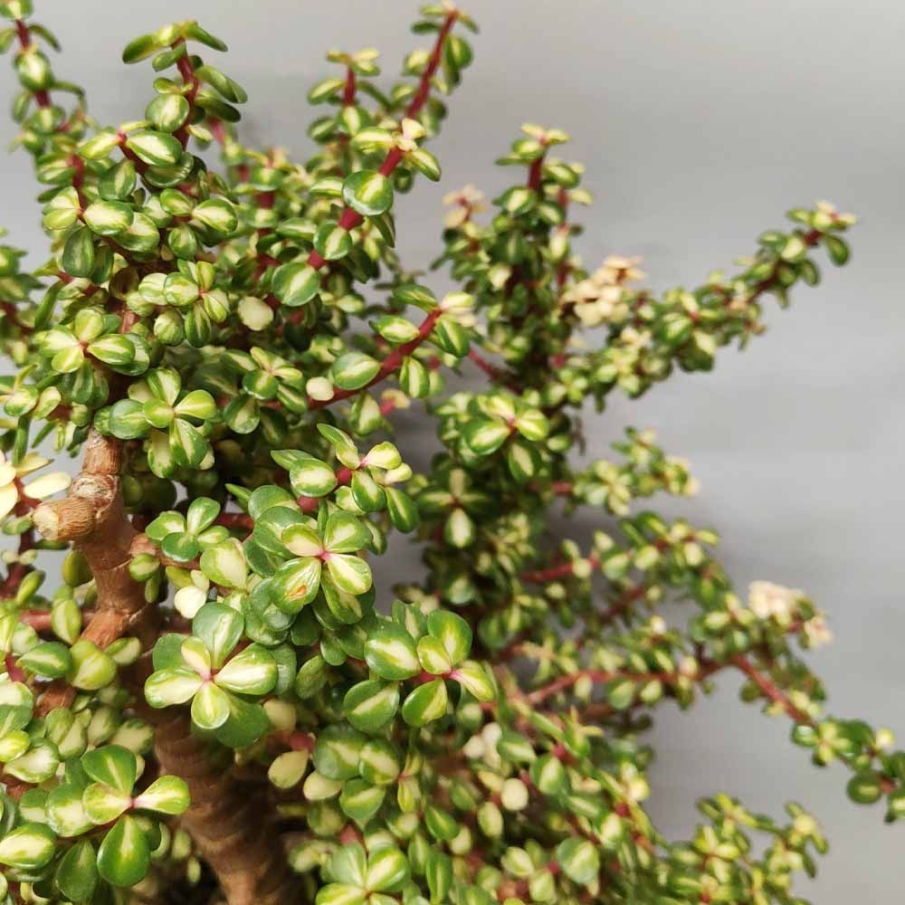 Crassula Portulacaria Afra Mediopicta - vaso Ø25 cm