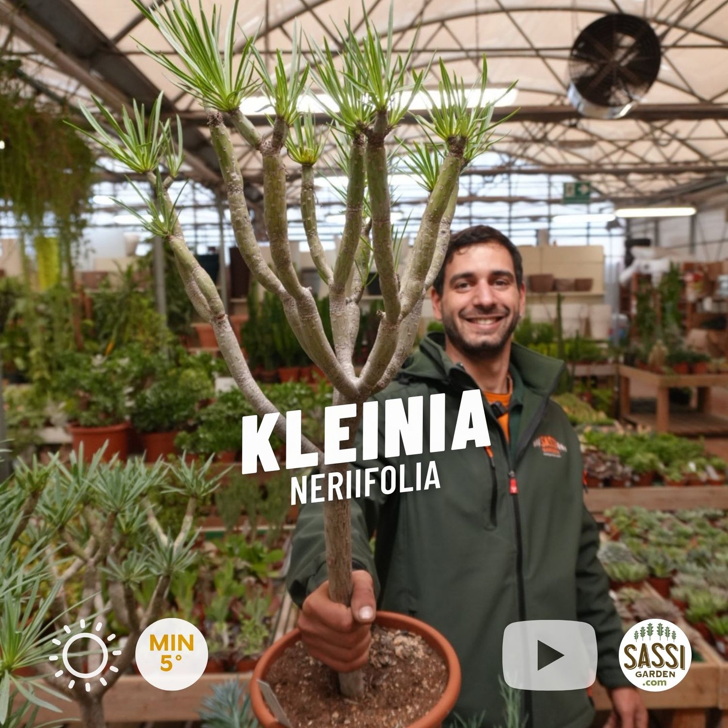 Kleinia neriifolia, Senecio kleinia - vaso Ø25 cm