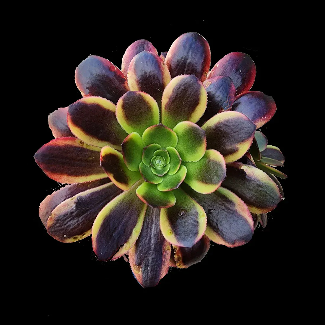 Aeonium Kilimanjaro - vaso Ø 12 cm