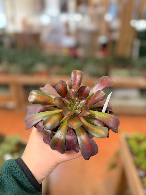 Aeonium Kilimanjaro - vaso Ø 12 cm Aeonium Kilimanjaro - vaso Ø 12 cm