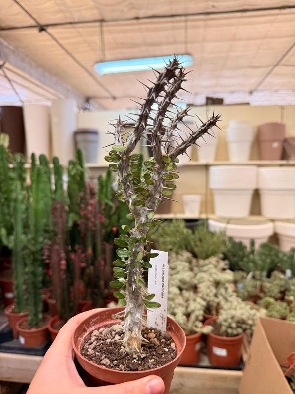 Alluaudia procera - vaso Ø10.5 cm