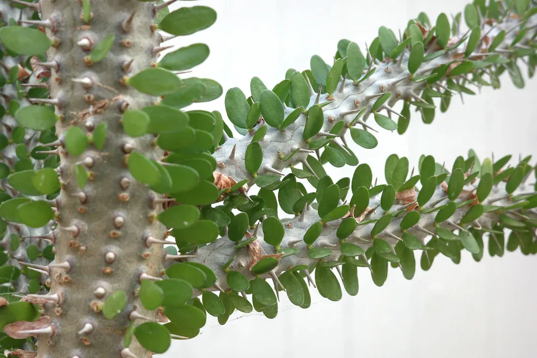 Alluaudia procera - vaso Ø10.5 cm