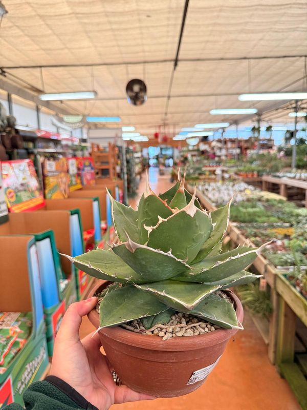 Agave titanota  - vaso Ø20 cm