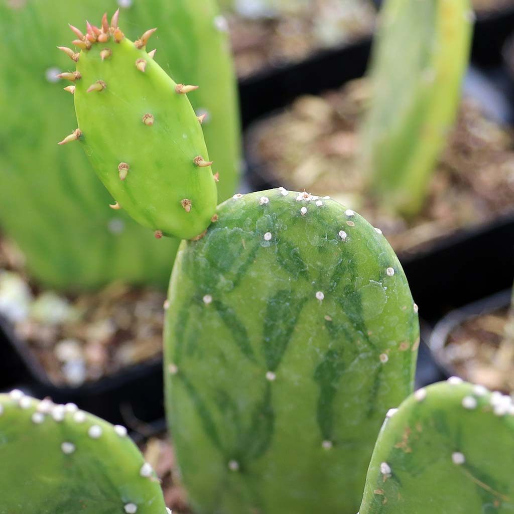 Opuntia Cochenillifera - vaso Ø17 cm