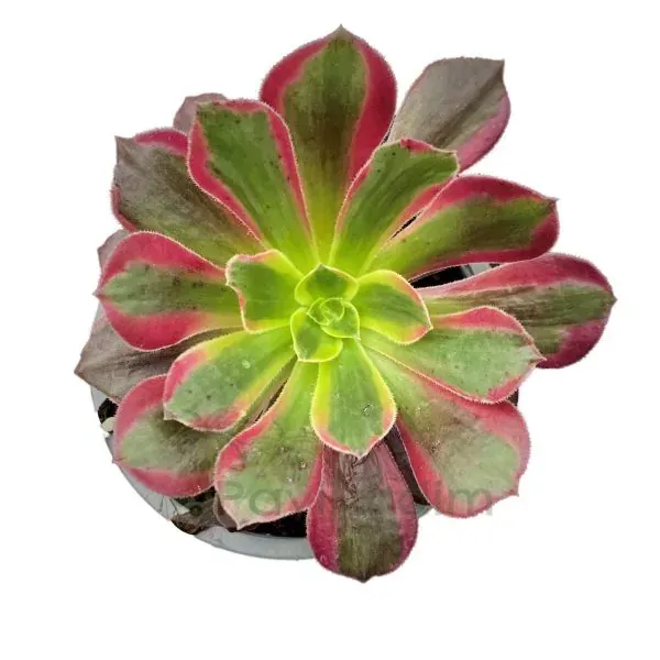 Aeonium Eden - vaso Ø 12 cm Aeonium Eden - vaso Ø 12 cm