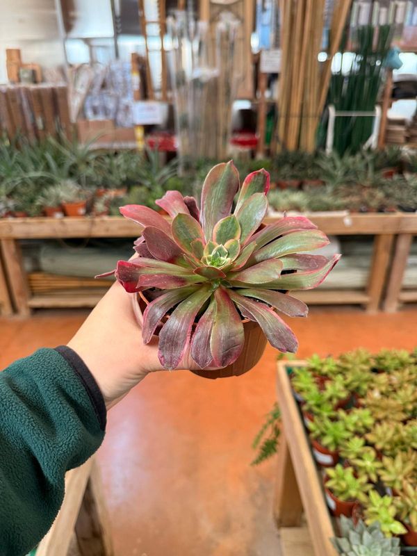 Aeonium Eden - vaso Ø12 cm Aeonium Eden - vaso Ø12 cm