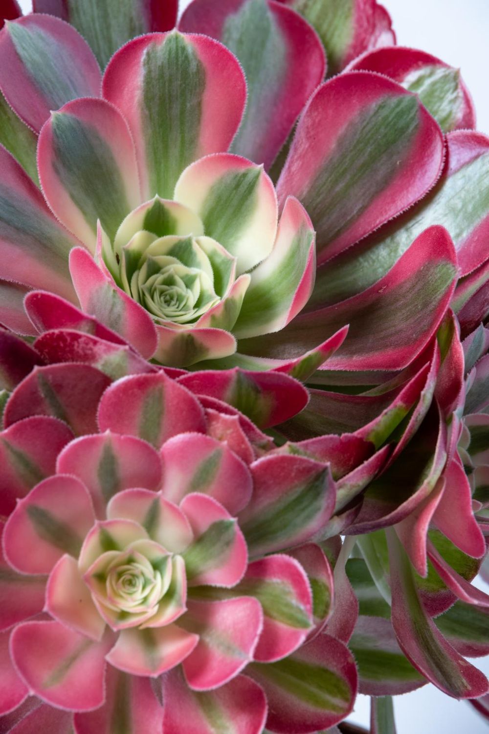 Aeonium Pink Witch - vaso Ø 12 cm