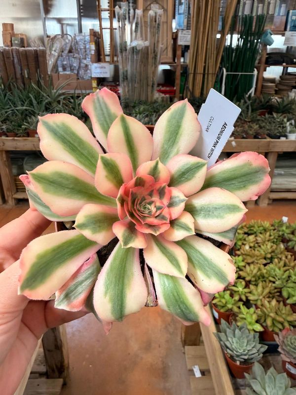 Aeonium Pink Witch - vaso Ø 12 cm