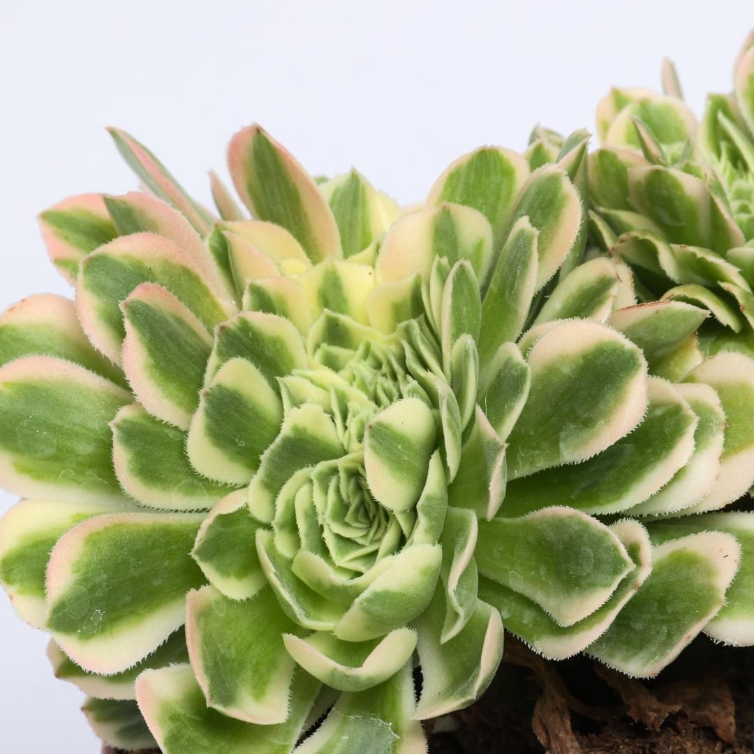 Aeonium Maybach Cristata- vaso Ø 12 cm Aeonium Maybach Cristata- vaso Ø 12 cm