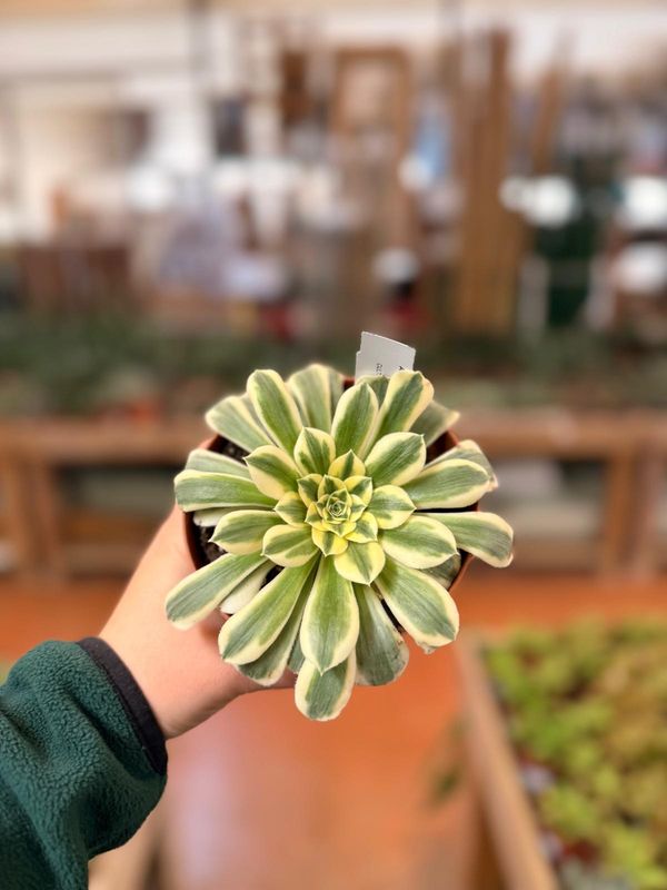 Aeonium Maybach Cristata - vaso Ø12 cm