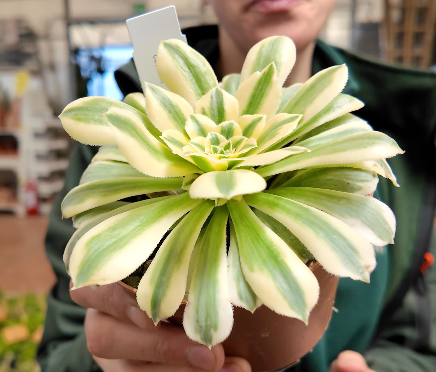 Aeonium Maybach Cristata - vaso Ø12 cm