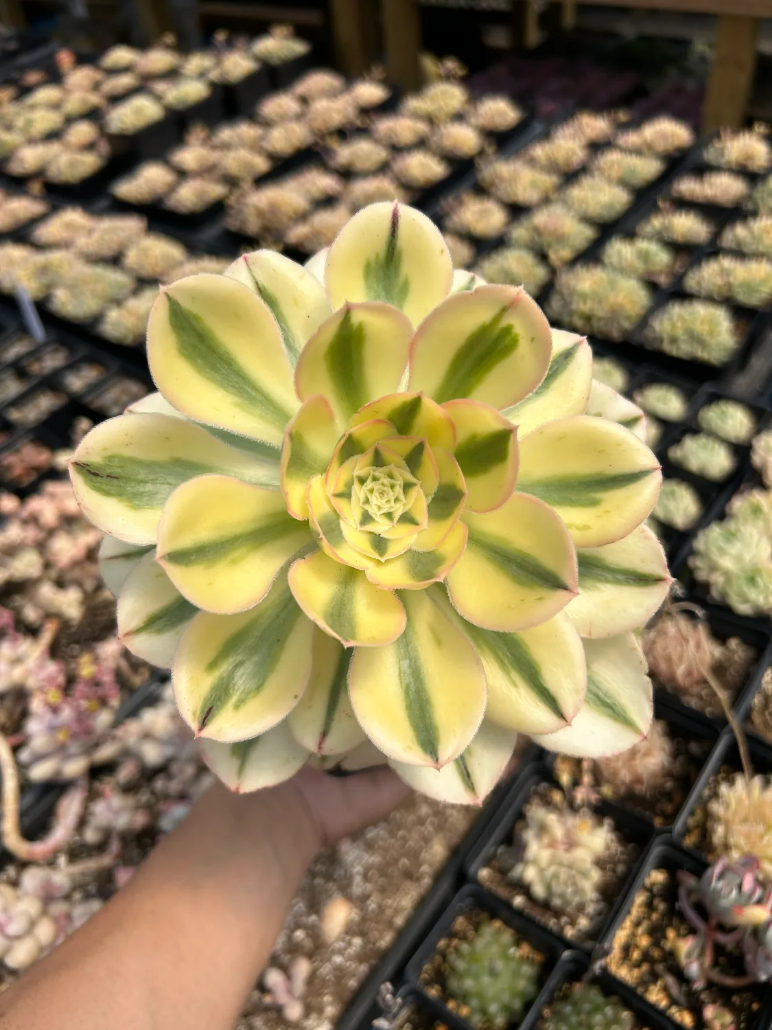 Aeonium Undulatum Variegato - vaso Ø 12 cm