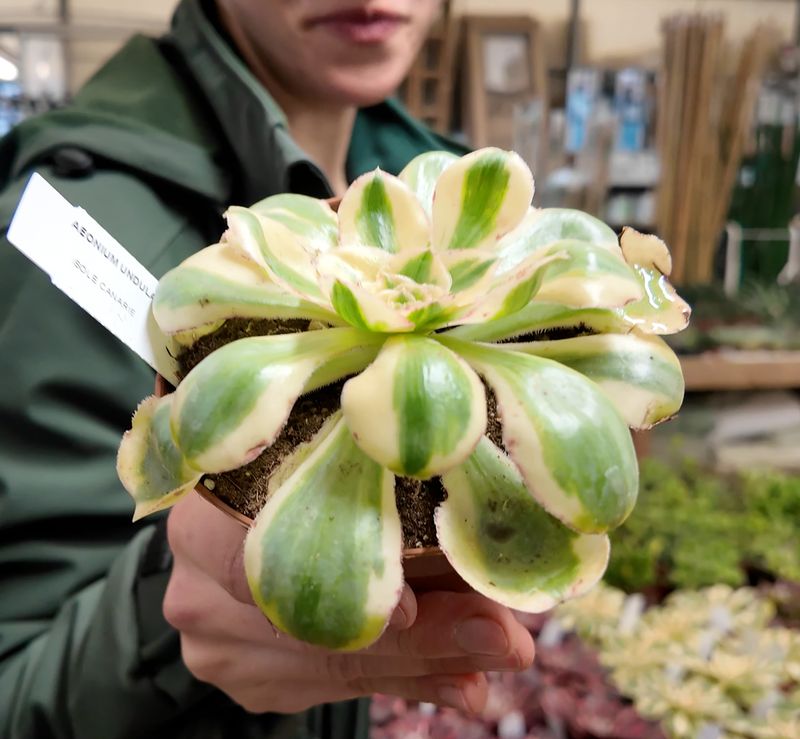 Aeonium Undulatum Variegato - vaso Ø 12 cm