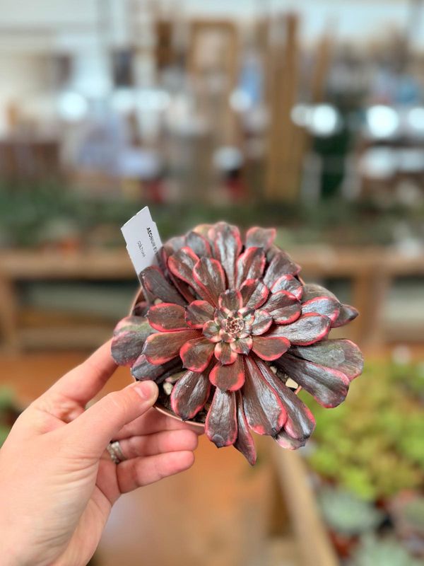 Aeonium Evening Glow - vaso Ø 12 cm