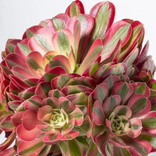 Aeonium Win Sha variegato - vaso Ø 12 cm