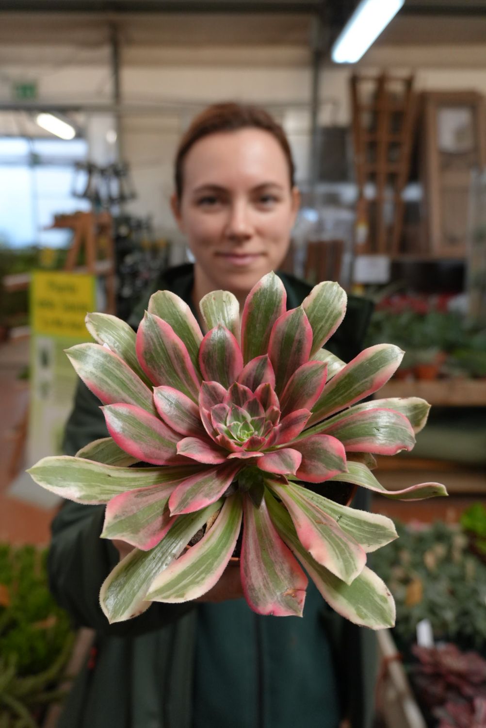 Aeonium Wun Sha variegato - vaso Ø 12 cm