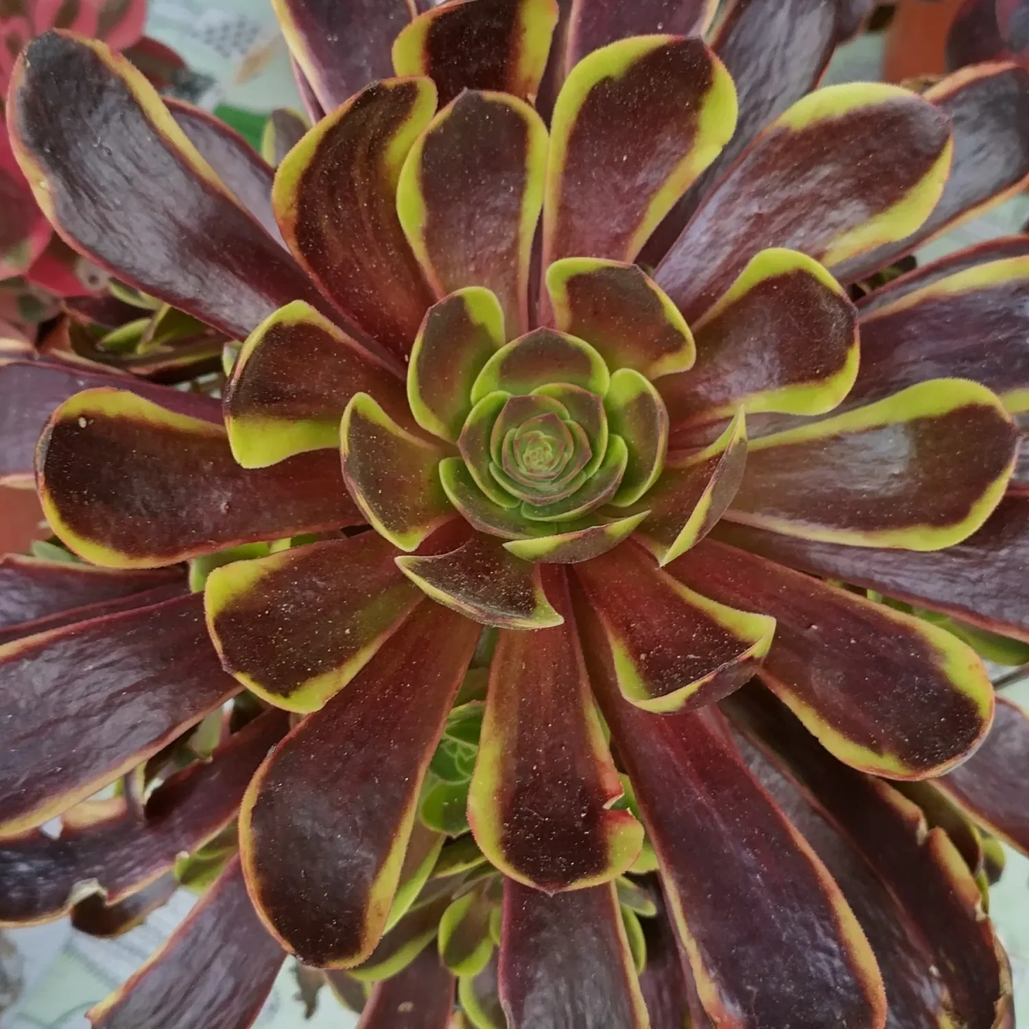 Aeonium Super Bang - vaso Ø 12 cm Aeonium Super Bang - vaso Ø 12 cm