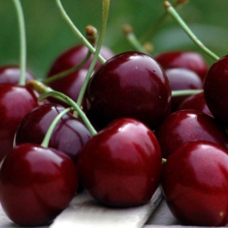 Ciliegio Stella, Prunus Avium 'Stella' - In pack Ciliegio Stella, Prunus Avium 'Stella' - In pack