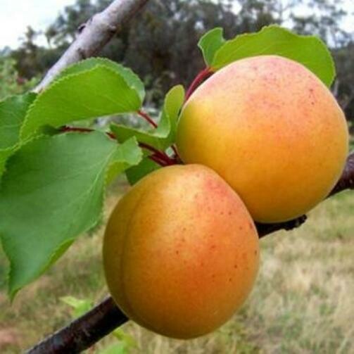 Albicocco Luizet, Prunus armeniaca 'Luizet' -  In pack