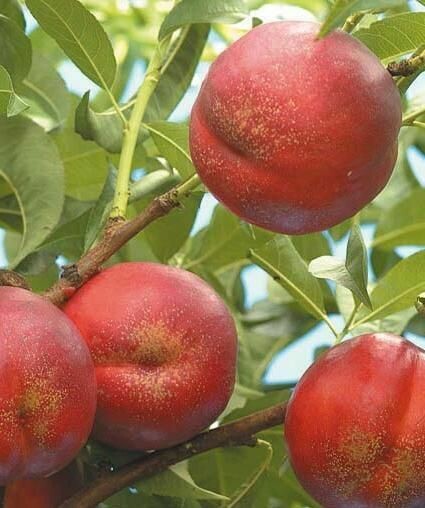 Pesca Noce Indipendence - Prunus persica var. nucipersica 'Independence' - In pack Pesca Noce Indipendence - Prunus persica var. nucipersica 'Independence' - In pack